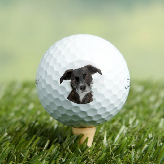 Aangepaste hond foto Moderne gepersonaliseerde gol Golfballen (Insitu Shirt)