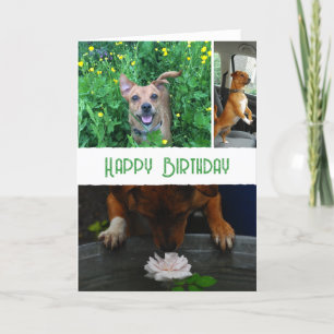 Aangepaste huisdier (hond) foto en bericht kaart