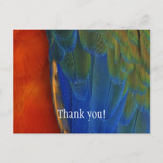 Aangepaste kleurrijke Macaw Parrot Feather Dank u Briefkaart (Voorkant)