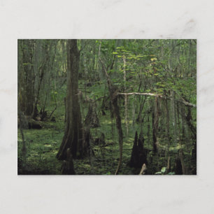 Aangepaste Louisiana-fotofoto-Briefkaarten van de Briefkaart