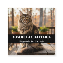 Aangepaste Maine Coon fokkerij