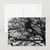 Aangepaste Natuur Briefkaart Wildlife Foto (Voorkant / Achterkant)