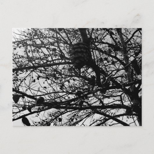 Aangepaste Natuur Briefkaart Wildlife Foto (Voorkant)