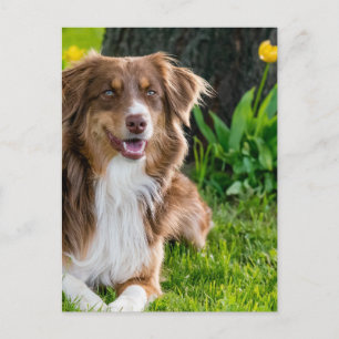 Aangepaste persoonlijke foto briefkaart