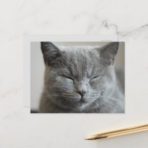 Aangepaste Schattigee Grijs Kat Gezicht Foto Briefkaart