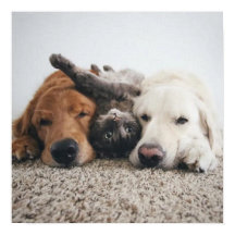 Aangepaste twee labs en een kat Poster