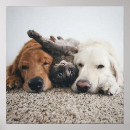 Aangepaste twee labs en een kat Poster