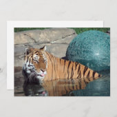  aankondiging van Bengal Tiger (Voorkant / Achterkant)