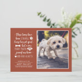 Aankondiging van de foto van Strange Times New Pet (Staand voorkant)