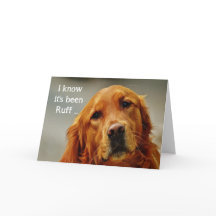 Aanmoediging/Goed Cute Golden Retriever Dog