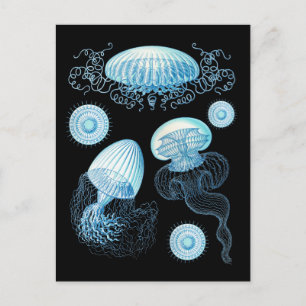 Aanpasbare Haeckel kwal Briefkaart