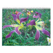Aanraking van de zon Daylilies II Kalender (Hoes)