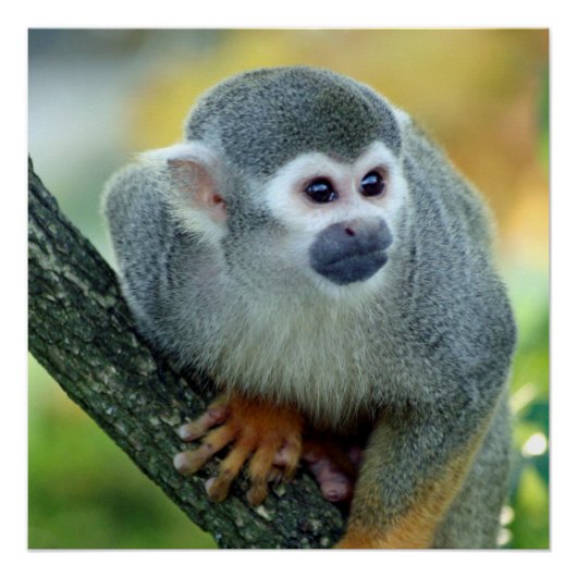 aap 004 perfect poster (Voorkant)