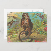 aap briefkaart (Voorkant / Achterkant)