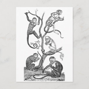 aap-illustratie - 1800 apen briefkaart