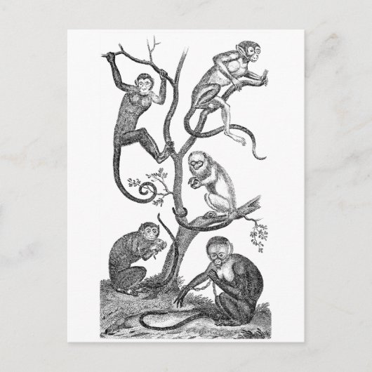  aap-illustratie - 1800 apen briefkaart (Voorkant)