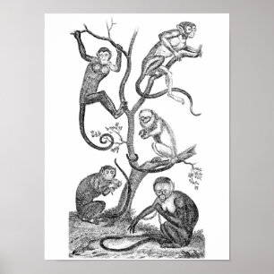  aap-illustratie - 1800 apen poster