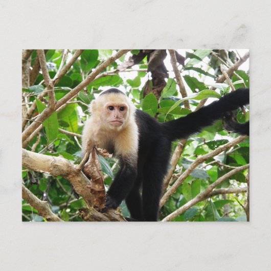 aap in Costa Rica Briefkaart (Voorkant)