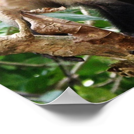 aap in Costa Rica Poster (Hoek)