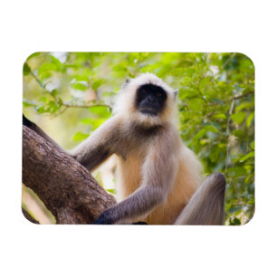 Aap in de jungle van Ranthambore Nationaal Park Magneet