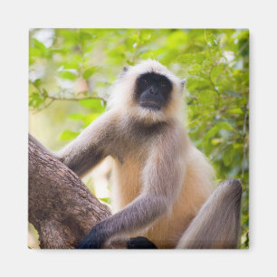 Aap in de jungle van Ranthambore National Park Magneet