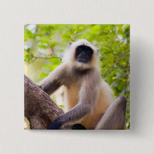 Aap in de jungle van Ranthambore National Park Vierkante Button 5,1 Cm