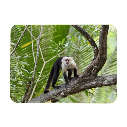 aap in het Oerwoud Magneet (Horizontaal)