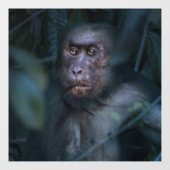 aap in het Oerwoud Raamsticker (Vel)