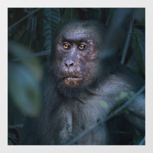 aap in het Oerwoud Raamsticker