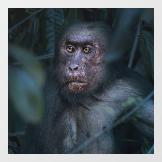 aap in het Oerwoud Raamsticker (Vel)