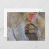 Aap Maternale Verbinding Briefkaart (Voorkant / Achterkant)