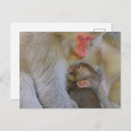 Aap Maternale Verbinding Briefkaart (Voorkant / Achterkant)