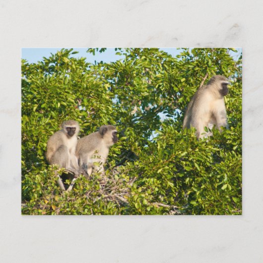 aap Zie Briefkaart (Voorkant)