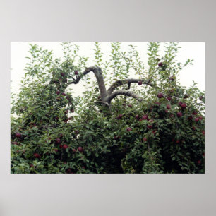 Aardappelbomen Poster