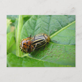 Aardappelbugs Briefkaart