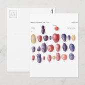 aardappelflessen briefkaart (Voorkant / Achterkant)