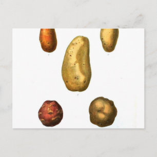  aardappelflessen briefkaart