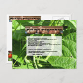 Aardappelpannenkoeken Briefkaart (Voorkant / Achterkant)
