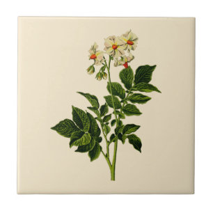 Aardappelplant Tegeltje