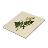 Aardappelplant Tegeltje (Zijkant)