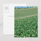 Aardappelveld 3 briefkaart (Voorkant / Achterkant)
