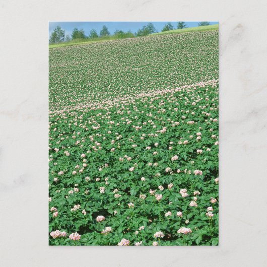 Aardappelveld 3 briefkaart (Voorkant)