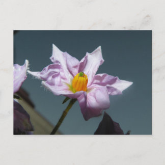 Aardappelventiel Briefkaart