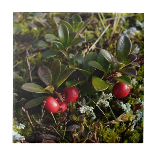 Aardbei, Arctostaphylus uva-ursi Tegeltje (Voorkant)