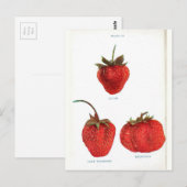 aardbei — Botanische afdrukken Briefkaart (Voorkant / Achterkant)
