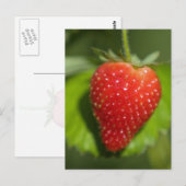 Aardbei Briefkaart (Voorkant / Achterkant)