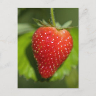 Aardbei Briefkaart