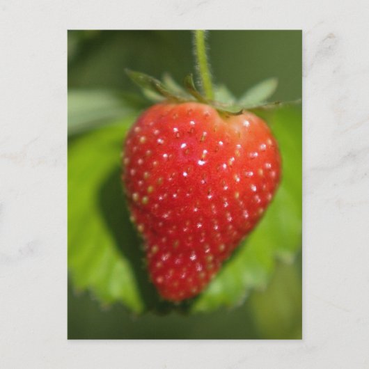 Aardbei Briefkaart (Voorkant)