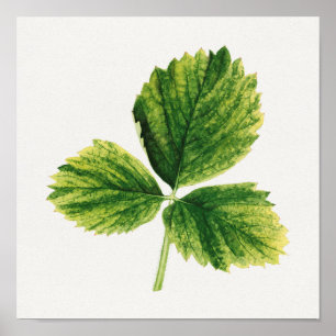  aardbei laat Waterverf schilderen Poster