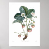 Aardbei Poster (Voorkant)